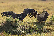 Vulture Masai Mara 